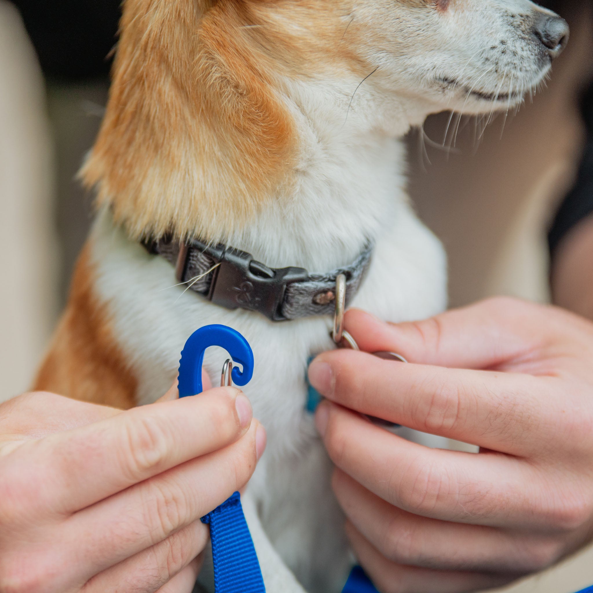 Bella Airline Approved Dog Duffel Carrier