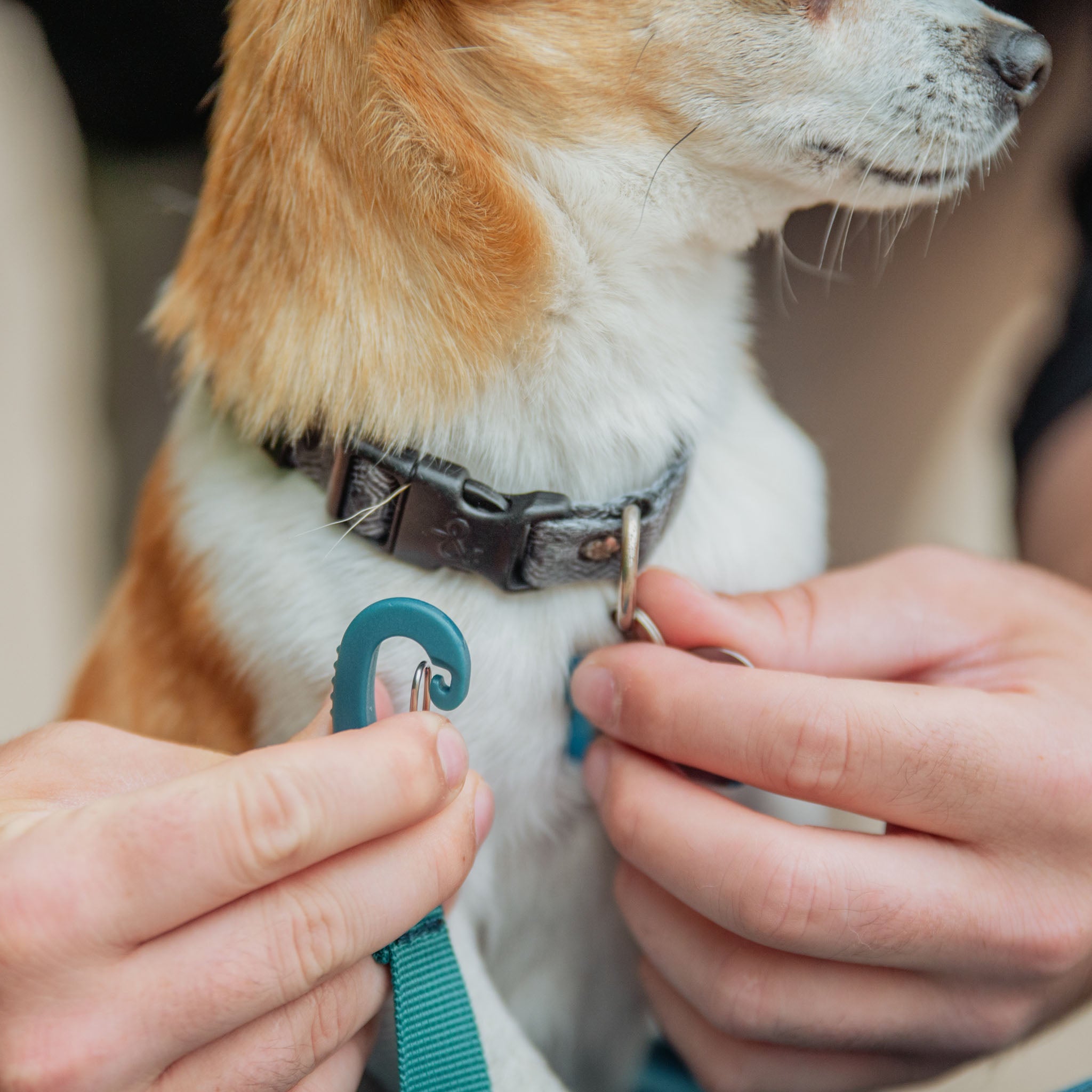 Bella Airline Approved Dog Duffel Carrier