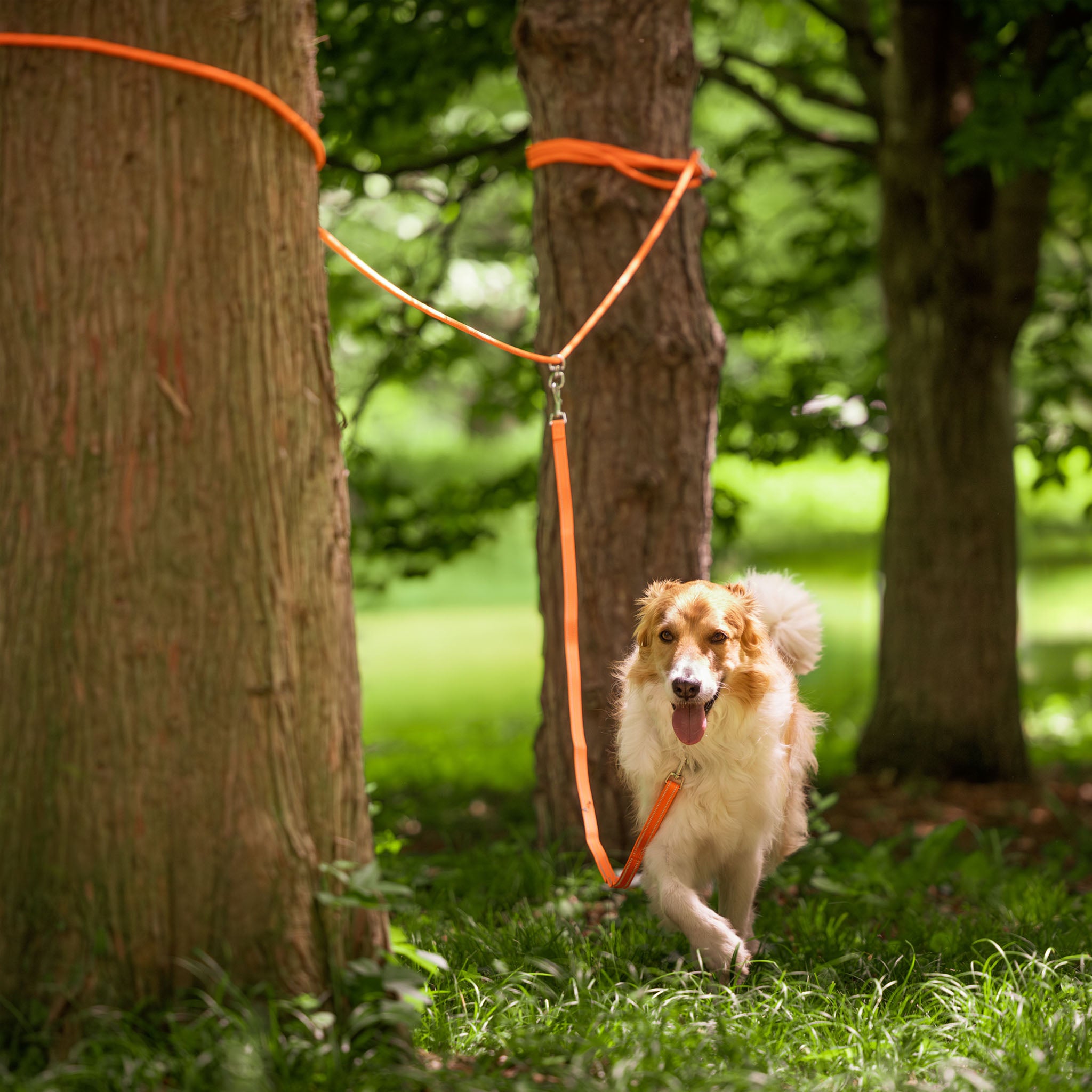 Sarge Portable Dog Run with Leash & Carry Bag